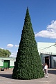 Ель "Русская"
